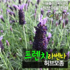 프렌치라벤다 (노지월동 라벤더 모기퇴치) 허브모종 5개 (서울육묘제작 허브여울판매), 1개