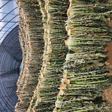 25년수확 무청 시래기 햇시래기 200g 영주 국산, 2개, 시래기_200g