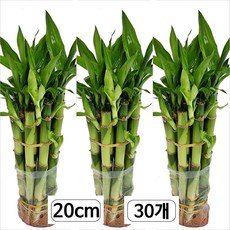 트리앤 1+1+1 개운죽 20cm (30개) 수경식물 미세먼지제거 공기정화식물 직수입 [예약구매] 에어플렌트 수생식물 수경재배 꽃화분, 1개, 개운죽 1+1+1 20cm (30개) 1개