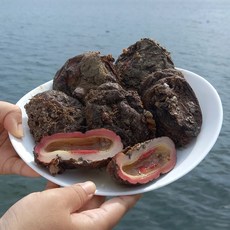통영 제철 돌멍게 2kg
