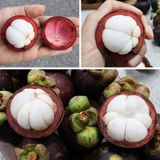 달콤하고 향긋한 태국 생 망고스틴, 1박스, 1kg