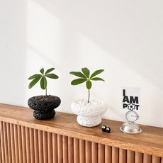 하이오브제 홍콩야자 파키라 조화 화분 세트, 1개, 미니 홍콩야자 스톤팟 (화이트)