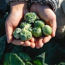 제주 손질 방울양배추 특품, 1개, 1kg