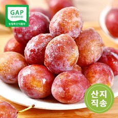 [산지직송] 추희자두 고당도 햇자두 꿀자두 노지 자두, 1개, 대과 1kg