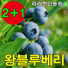 태영농원 블루베리 묘목 2-3년생 나무 재배 키우기, 1개