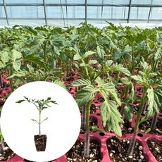 새마을총각 대추방울토마토모종 스테비아농법, 2개
