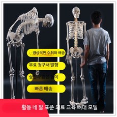 교육용 인체골격 모형 뼈 인체골격모형 170cm 180cm 해부학 실습, A_85 뼈대 모델, 1개