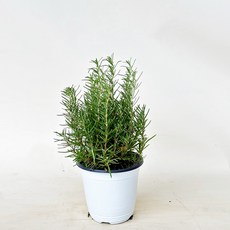 플로어가든 로즈마리 중품 러브버그퇴치식물 향기나는식물 허브식물, 1개