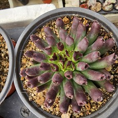 [해뜰다육] 백혜 오디티 바위솔 반려식물 플랜테리어 키우기 쉬운식물 다육식물 선인장, 1개