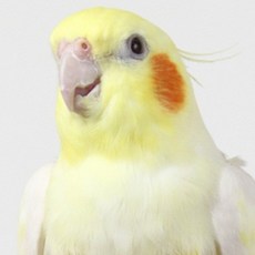 百鳥飛行海軍風包屁尿布衣，適用虎皮、牡丹、玄鳳、小太陽、藍和尚、綠和尚、金太陽鸚鵡，寵物飛行服, 詳見包裝, 詳見包裝, 玄鳳(可調節鬆緊帶款)