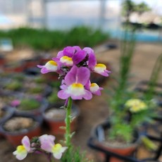 [나은식물원][애기금어초] 연보라 10cm 2포트