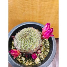 팅커벨 술코부타(실생), 1개