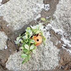 들꽃향기 공중식물 에어플랜트 틸란드시아 인테리어 공기정화 화분식물, 옹기디시디아화이트, 1개