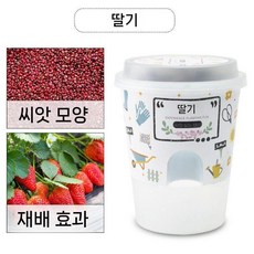 자연 과학 학습 관찰함 식물 키우기 관찰 미로 발아 성장 새싹 기르기 상자, 딸기