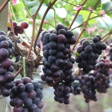 백화점 납품 고당도 거봉, 1박스, 800g