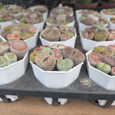 이삭 다양한 립토스모음- 생석화 강한매력 희귀다육식물, 1개