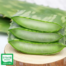 알로에 사포나리아 생잎 1키로 알로에