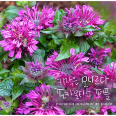 왜성모나르다 퍼플 [3개 복남이네야생화 모종 수레박하 벨가못 포카혼타스 허브], 3개