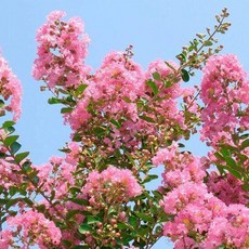 리서스원예 배롱나무 왜성 백일홍 소녀심 나무 묘목 포트묘, 왜성배롱 소녀심 포트묘