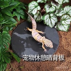 爬寵多功能巖闆，爬蟲守宮蜥蜴脫皮磨甲用品，保濕保溫, 1個, 【天然岩石板】爬寵用食盤脫皮磨甲,青墨石岩板正方形(10*10cm)