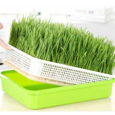 하우스픽 수경재배기 새싹채소 수경재배 키우기, 새싹재배기