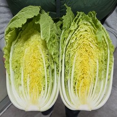 세상별미 고랭지 배추 4kg내외 2-4포기 통 포기 김장 쌈 겉절이, 1박스, 4kg