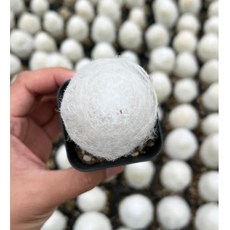 수형이 예쁜 환락 선인장 솜사탕 미니 기둥선인장 (수입) 칵투스널서리, 1개