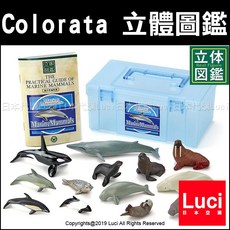 Colorata 海洋生物13件組立體圖鑑教學模型，鯨魚海豹海狗海獺海洋世界生物科學，LUCI日本代購, 1個