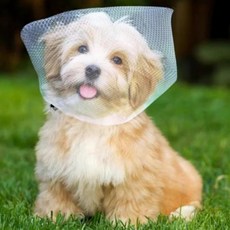 강아지 헤드커버 외출 메쉬 얼굴망사 산책 얼굴망 머리망 3p, 1개, 화이트 3p