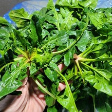 섬초 시금치 남해섬초 1kg 야채맘, 1박스