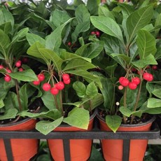천냥금 자금우 특A급상품 공기정화식물 관엽 실내 반려 플랜테리어식물 건돌이, 2개, 기본