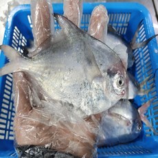 국내산 병어 1kg(10미 내외), 1개, 1kg