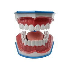 치아모형 칫솔질 구강 교육용 교구 치열 교정 임플란트 모델, 혀와 칫솔이 포함된 3배 큰 모델