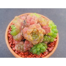 다육식물 옵튜샤 토분에 심은 다육이 분갈이 필요없는 다육화분 카페 사무실 인테리어 소품 장식품 홈가드닝 화분째 배송합니다. 로뎀다육