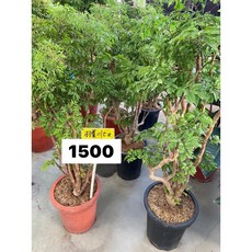 霏霏園藝羽葉川七R2 一棵植物 輕鬆打造綠意盎然的居家空間 提升生活品味, 1R1500元, 1個