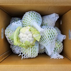 클릭마켓 제주산 생 콜리플라워 컬리플라워, 1개, 1kg