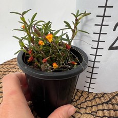 메디오칼카 해피필드 검포트 8cm 꽃 난키우기 다이노플라워, 1개