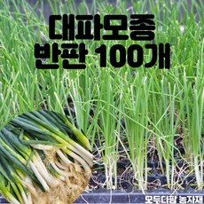 모두다팜 대파모종 파모종 외대파모종 100구 반판 대파 모종, 대파모종 100개 ( 반판 ), 1개