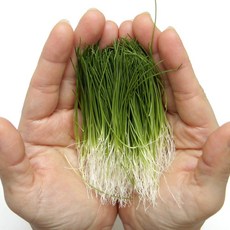 직접재배 특품 싹눈파 메네기 20g 당일수확 초밥재료 네타, 싹눈파 20g