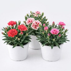 갑조네 향카네이션 모종 꽃 화분 오스카 향카네이션 향기나는꽃 카네이션 노지월동, 1개, 혼합