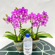 무배행사 미니호접란 신품종 블루 쌍대 1+1 보라꽃 서양란 스마일화훼유통, 1세트