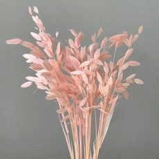 小盼草 永生花 真花 幹花 雲南工廠材料 家居裝飾, 粉色（漂色10支）