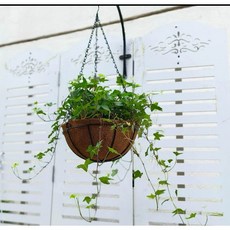 霏霏園藝 常春藤 百萬心 6吋吊盆 多款植物選擇, 1個