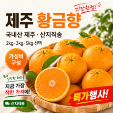 [한정SALE] 제주황금향 가성비 BEST 실속특가, 1박스, 2kg