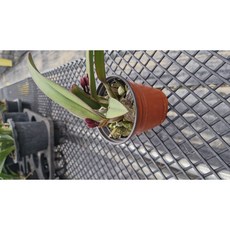 카틀레야 레드돌(어린묘종), 30개