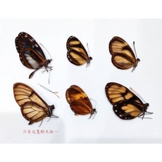 蟲新發現 蝴蝶標本A1，精選六種玻璃蝶未展翅乾貨，色彩鮮豔紋路清晰，自然藝術收藏。, 1個