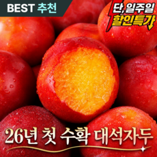 [26년첫출하] 산지직송 새콤달콤 고당도 하우스자두, 1개, 300g (소과)