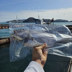 [잘은건 가라!] 왕특대사이즈 해풍 반건조 참돔 37cm 내외 프리미엄 고급선물, 1개, 1.5kgX2팩