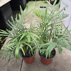 테이블야자 (소품) 1+1 공기정화에 좋은 키우기 쉬운 수경재배 가능