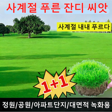 고양이 잔디 심기 상자 수경 정원 씨앗 발아 트레이. 재배 및 묘목 적합, 1개